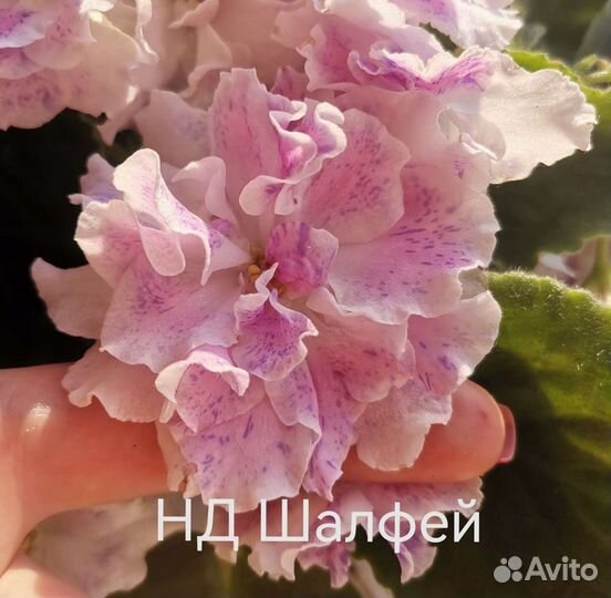 Фиалки сортовые