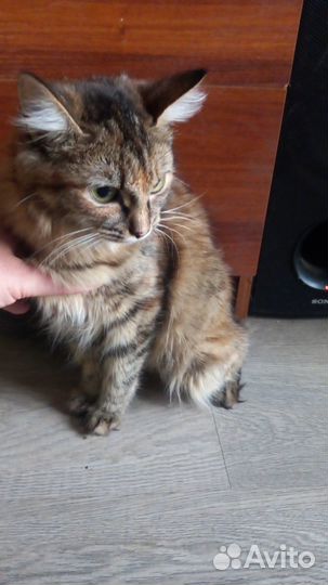 Кошка в дар