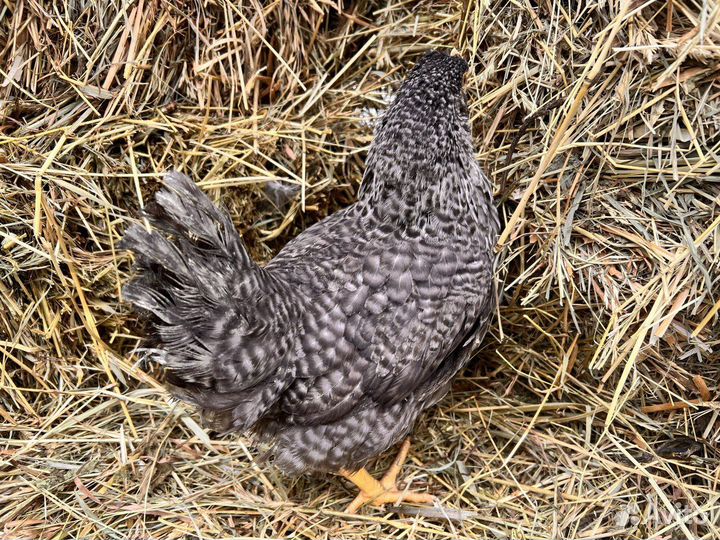 Kуpы нeсушки