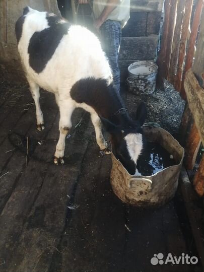 Продам тёлочку