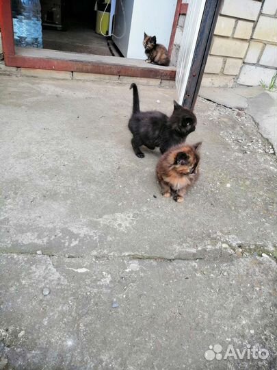 Счастье в дом