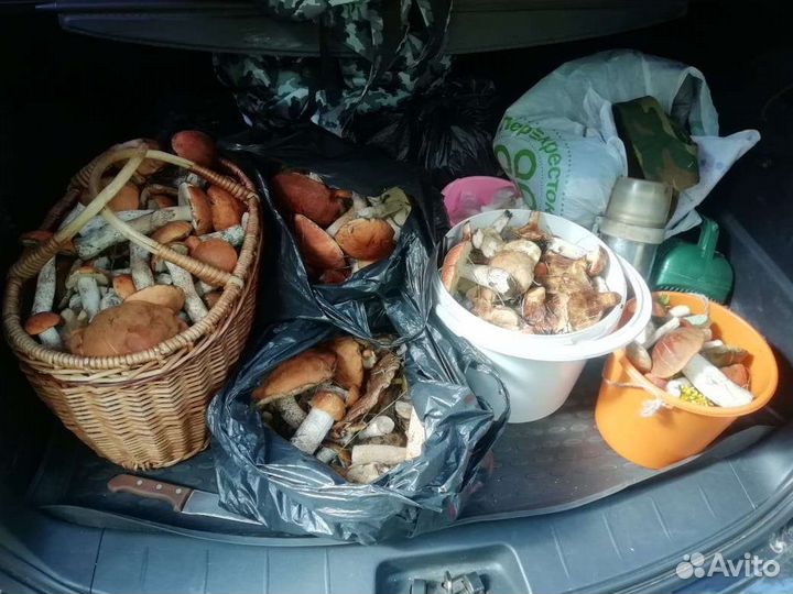 Лесные грибочки