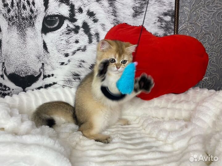 Гарфилд - котёнок золотой британской шиншиллы