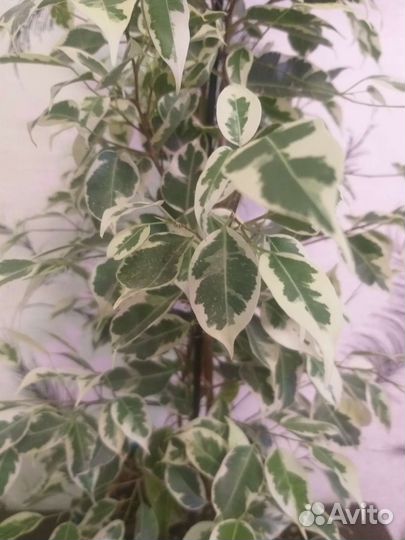 Фикус твайлайт