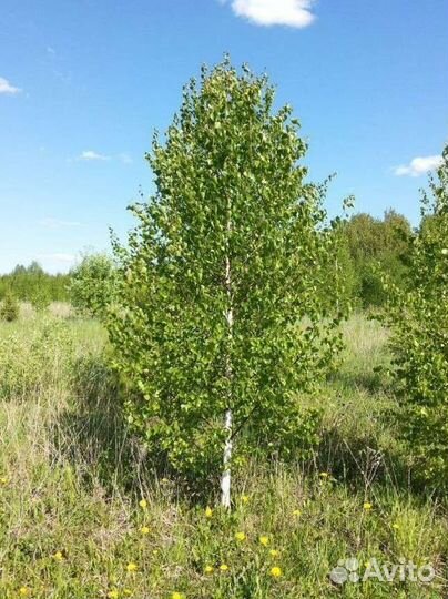 Крупномеры с посадкой под ключ