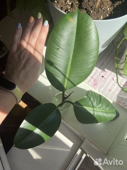 Фикус каучуконосный