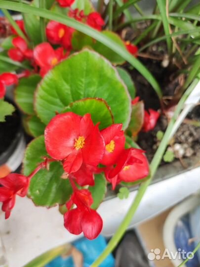 Сингониумы. филадендрон.герань ампельная и др