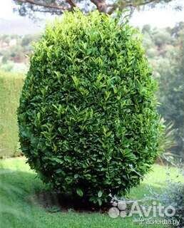 Саженцы лавра благородного