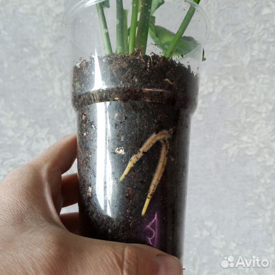 Сингониум Серый Призрак