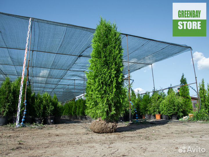 Туи колумна 200 см свежая копка 2023