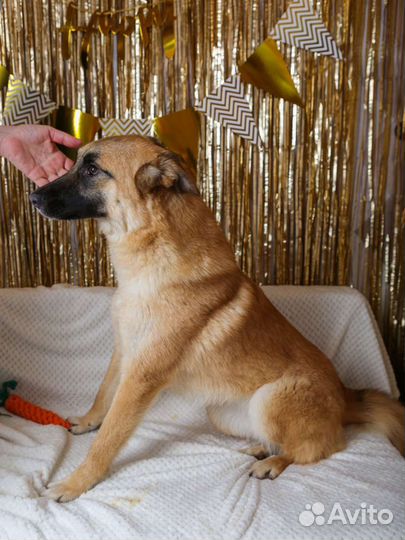 Активная и дружелюбная Инди