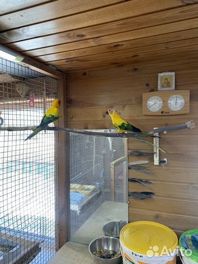 Пара попугаев солнечного аратинга