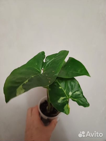 Сингониум панда