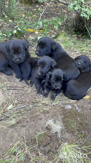 Собака лабрадор