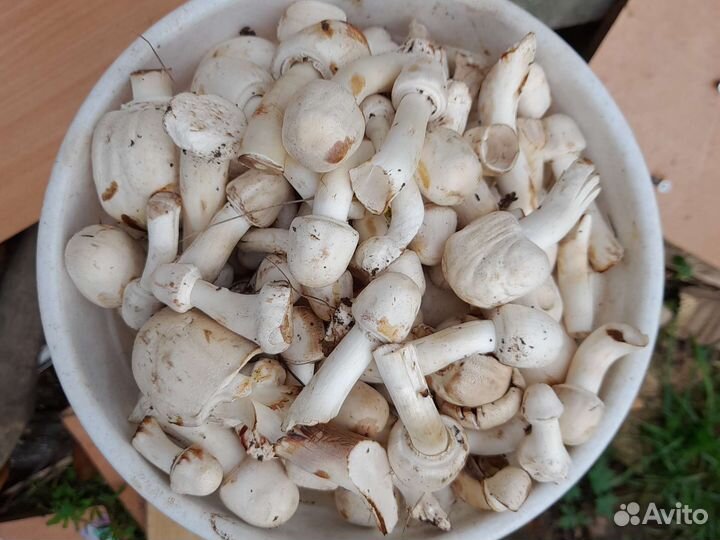 Грибы шампиньоны