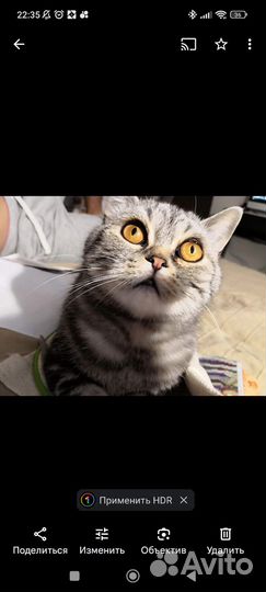 Британский кот