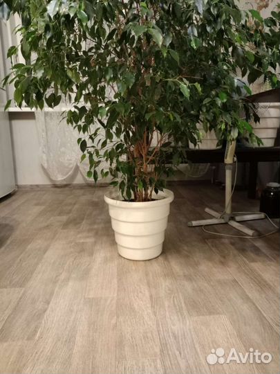 Фикус бенджамина большой