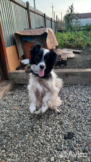 Собака в добрые руки