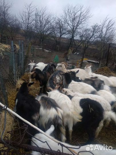 Козы продажа