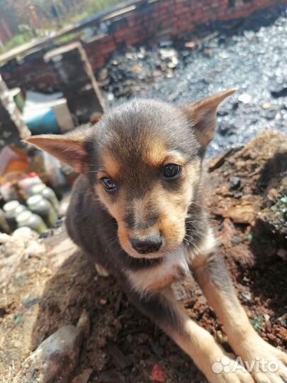 Щенок в добрые руки бесплатно