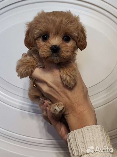 Щенки мальтипу ф1 большой выбор