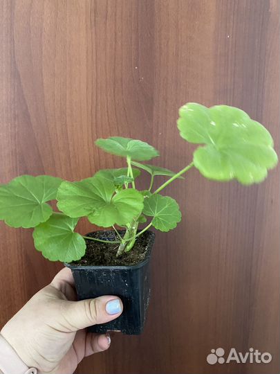 Комнатные растения / цветы