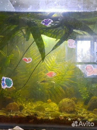 Аквариум с рыбами