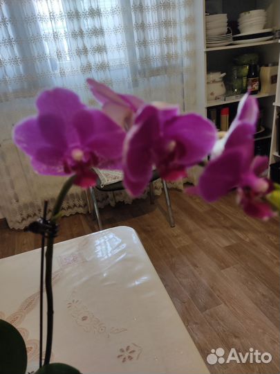 Орхидея фаленопсис