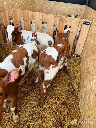 Телята доставка бесплатно