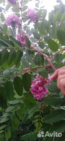 Робиния розовая