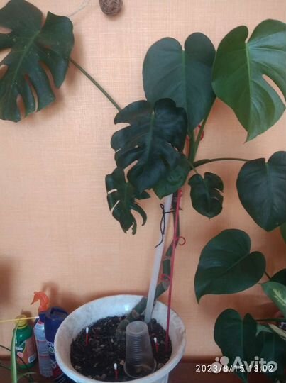 Комнатные растения