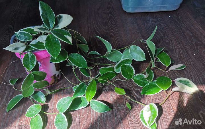 Филодендрон Крокодил, Хойя Кримсон Квин