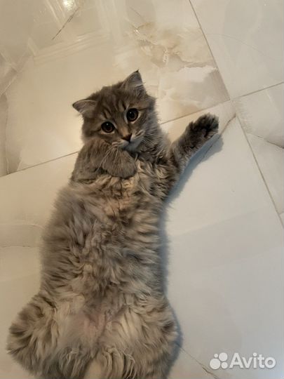 Кошка шотландская бесплатно