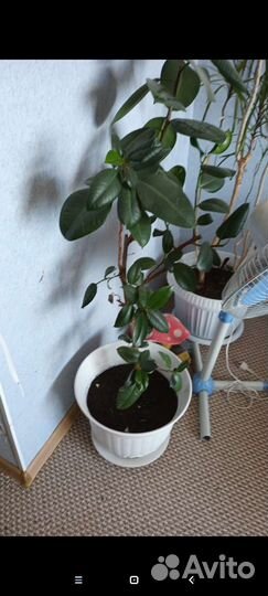 Продам цветы комнатные