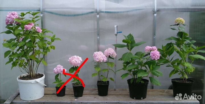 Гортензия «Вечное лето»