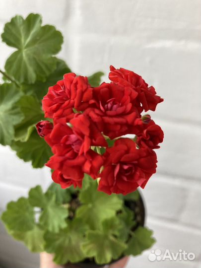 Пеларгония герань сортовая