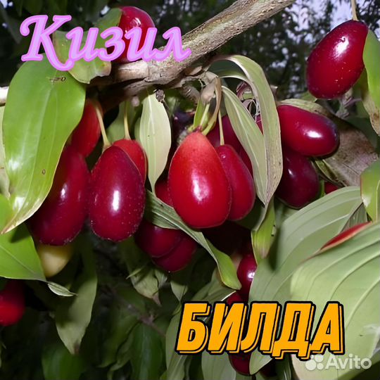 Саженцы актинидии и кизила