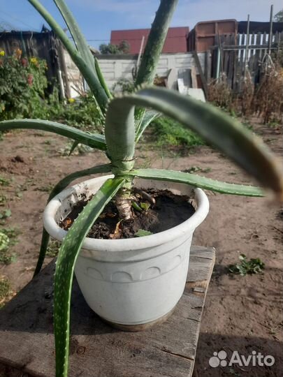 Комнатные цветы