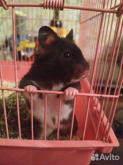 Сирийский хомяк