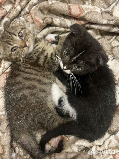 Очаровательные вислоухие Котята ищут дом