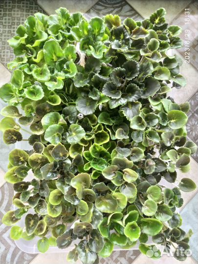 Фиалка в Детках