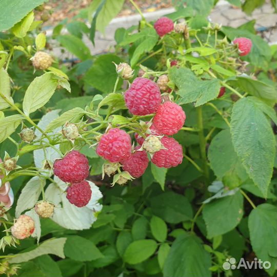 Саженцы красной и желтой малины