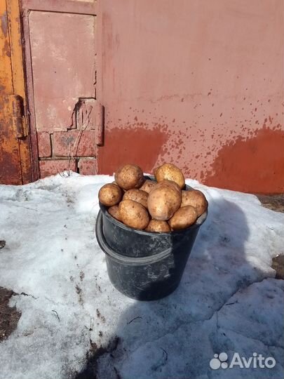 Картошка сорт Галла