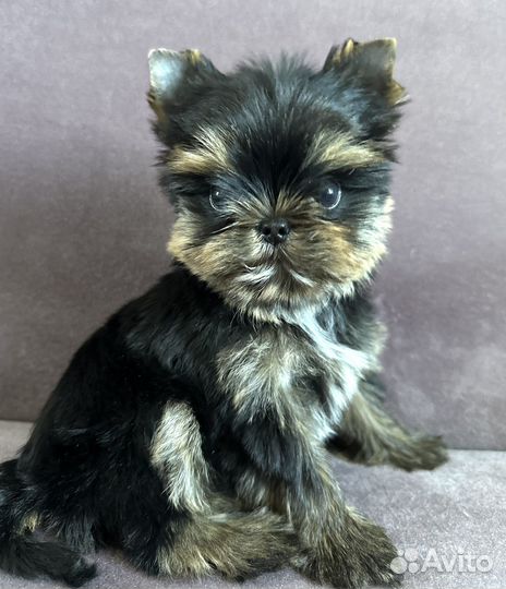 Монопородный питомник 