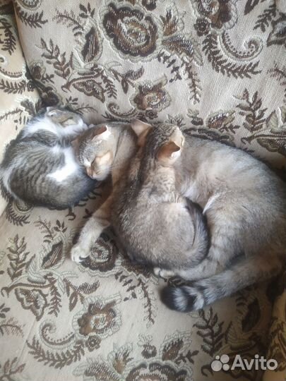 Отдам в добрые руки