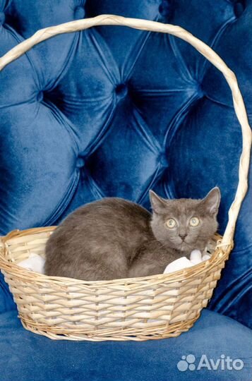 Котята в добрые руки 2 месяца