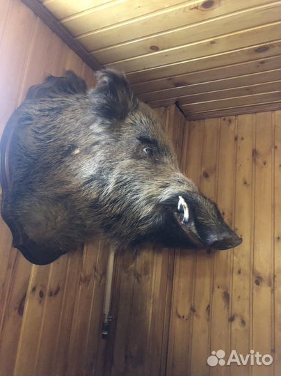 Чучело кабана