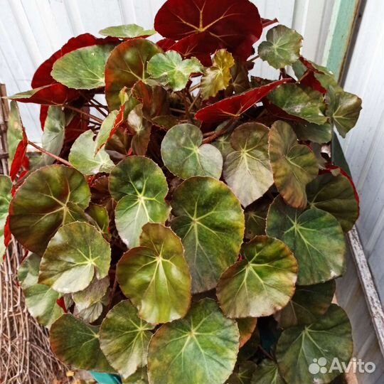 Бегония декоративно лиственная