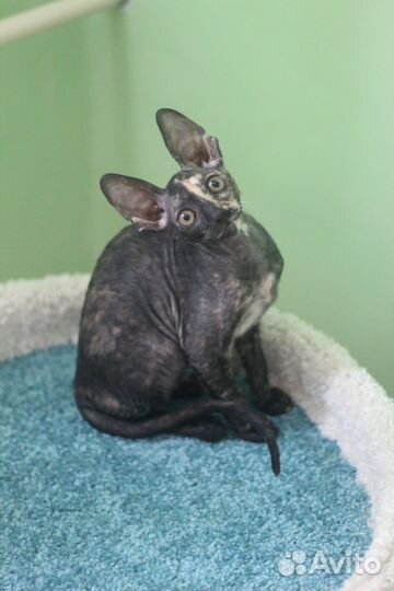 Кошечка Корниш-рекс