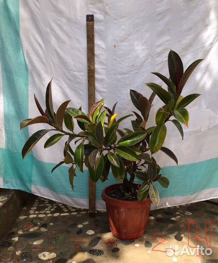 Комнатные цветы